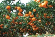 夏季柑橘種植技術(shù)培訓(xùn)_柑橘嫁接最底溫度