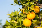 柑橘的種植方法和技術(shù)_柑桔的需肥特點是什么
