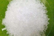 柑橘樹葉片常見病蟲害圖片_夏季柑橘臍黃病不算病
