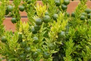 柑橘病蟲(chóng)害防治管理月歷_烯酰嗎啉在柑橘上的應(yīng)用