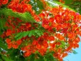 沙糖桔幾月份開花結(jié)果（沙糖桔什么時(shí)間開花結(jié)果）