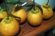 柑橘中晚熟種植技術(shù)_柑橘品種很多