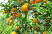 橘子種子發(fā)芽后怎么養(yǎng)殖（橘子籽 發(fā)芽）