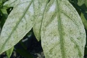 柑橘樹葉病蟲害防治_目前對幼小的柑橘樹應(yīng)該怎樣管理