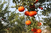 紅美人橘子種植方法_愛(ài)媛34與愛(ài)媛38的區(qū)別