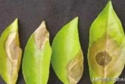 八月份柑橘園病蟲(chóng)害的管理_一年四季如何綜合防治柑桔病蟲(chóng)害