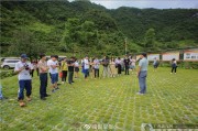 柑橘剪枝技術臍橙種植技術_柑橘鐘式修剪與一桿三枝