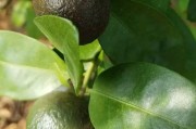 7-8月柑橘銹壁虱病蟲害_柚子樹種植技術(shù)