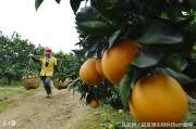 生物柑橘種植技術(shù)_柑橘周年病害的防治技巧有哪些 生物柑橘種植技術(shù)_柑橘周年病害的防治技巧有哪些