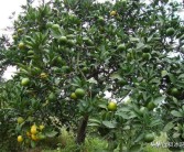 柑橘早豐種植技術(shù)_柑橘戴帽修剪在什么時候最好