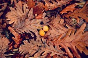柑橘樹(shù)環(huán)割好處有哪些（柑橘環(huán)割過(guò)度樹(shù)葉黃化怎么辦）