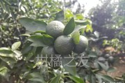 柑橘秋梢的主要病蟲(chóng)害_蝽類蟲(chóng)害怎么應(yīng)對(duì)