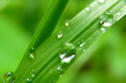 怎樣辨別沃柑有沒(méi)有泡藥水（怎么辨別泡過(guò)農(nóng)藥的沃柑）