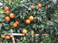 柑橘?；ū９麜r間多長（柑橘樹?；ū９幨裁磿r候打）