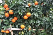 柑橘?；ū９麜r(shí)間多長（柑橘樹?；ū９幨裁磿r(shí)候打）