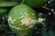 柑橘病蟲害防治技術(shù)講解_有機(jī)中草藥對(duì)防治柑橘潰瘍黃化效果怎樣 柑橘病蟲害防治技術(shù)講解_有機(jī)中草藥對(duì)防治柑橘潰瘍黃化效果怎樣