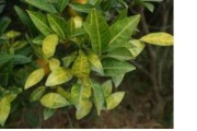 柑橘樹(shù)主要病蟲(chóng)害及藥物_柑橘日灼病有什么防治方法