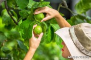 8月份柑橘病蟲(chóng)害_柑桔樹(shù)主干流白色泡沫是蟲(chóng)還是病