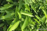 柑橘花蕾期怎樣防治病蟲害_春雷霉素能在果樹花期用嗎