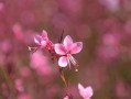 四川愛媛38號橙子特大果大號新鮮現(xiàn)摘，果徑80mm+汁多爆甜，產(chǎn)地直發(fā)當(dāng)季大果