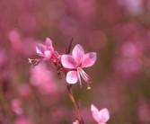 四川愛(ài)媛38號(hào)橙子特大果大號(hào)新鮮現(xiàn)摘，果徑80mm+汁多爆甜，產(chǎn)地直發(fā)當(dāng)季大果