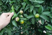桂林柑橘常見病害(桂林柑橘常見病害圖片) 桂林柑橘常見病害(桂林柑橘常見病害圖片)