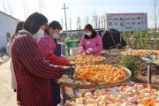 柑橘樹(shù)種植技術(shù)圖解_怎么種植柑橘苗