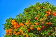 四川正宗耙耙柑樹(shù)苗直播帶土 現(xiàn)挖現(xiàn)發(fā)包郵到家保成活