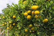 柑橘沃柑全年病蟲(chóng)害防治_柑橘園太陽(yáng)果裂果高發(fā)