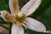 柑橘薊馬是什么病蟲(chóng)害_聯(lián)苯蟲(chóng)螨腈可以防治什么對(duì)象