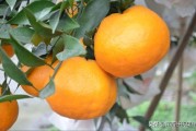 柑橘病蟲害綜合防治方法_除夜蛾外還有哪些害蟲會(huì)導(dǎo)致柑桔腐爛