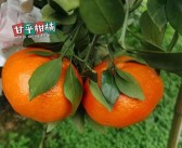 柑橘開(kāi)花坐果打什么藥（柑橘開(kāi)花后打什么藥）