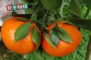 川津1號(hào)缺點(diǎn)什么？深度解析其技術(shù)短板與用戶需求失衡現(xiàn)狀