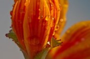 明日見(jiàn)柑橘成熟過(guò)程圖片大全集最新版（明日見(jiàn)柑橘的騙局）