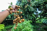 葡萄柚柑橘種植技術(shù)_盆栽葡萄柚能長多大