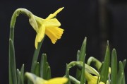 柑橘什么時候發(fā)芽？掌握春季萌芽時間與栽培管理要點