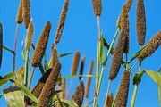 柑橘開春管理技術(shù)指導(dǎo)（柑橘開春幾月施肥最佳）