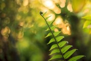 柑橘病蟲(chóng)害圖譜用藥全解：精準(zhǔn)識(shí)別與科學(xué)防治實(shí)用指南