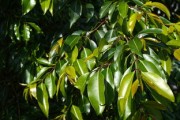 柑橘新葉子發(fā)黃怎么回事？原因分析與防治方法全解析