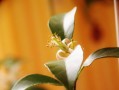 柑橘管理技術(shù)春季樹(shù)木修剪（柑橘樹(shù)修剪口訣）