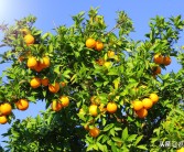 柑橘有機肥種植新技術_冬天柑橘施羊糞的正確方法