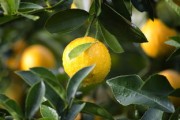 柑桔木虱特效藥高效防治方案及使用技術(shù)權(quán)威解析