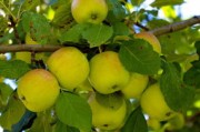 【四川耙耙柑果園直發(fā)新鮮現(xiàn)摘當(dāng)天下單現(xiàn)摘現(xiàn)發(fā)脆甜多汁包郵到家】