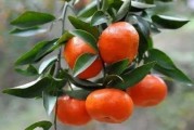 廣西柑橘怎么種植技術(shù)_廣西農(nóng)業(yè)種植致富項目