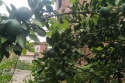 浙江柑橘種植管理技術(shù)規(guī)程_愛媛68號柑橘種介紹
