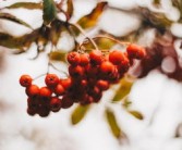 家里種沃柑為什么風(fēng)水不好（種植沃柑需要注意什么事項(xiàng)）