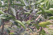 種植柑橘修剪枝技術(shù)視頻_在農(nóng)村有什么上墳的說法和講究呢