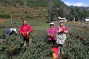 黃美人柑橘種植氣候_適合深圳一年四季種的花 黃美人柑橘種植氣候_適合深圳一年四季種的花