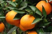 愛沙柑橘種植管理技術(shù)_云南愛莎柑橘上市了嗎