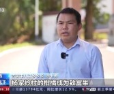 江西吉安柑橘種植技術_吉茶屬于什么茶